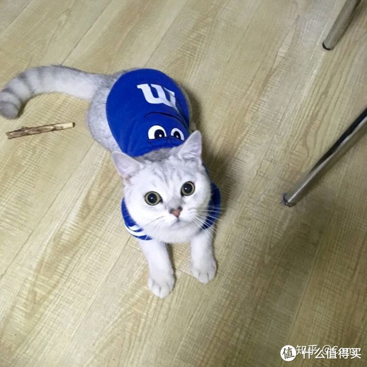 在上海，养一只猫最少需要多少钱？