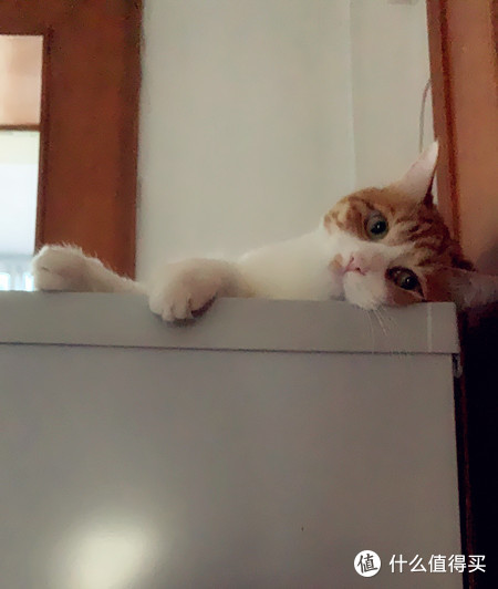 大橘为重——雀巢普瑞纳猫砂初体验