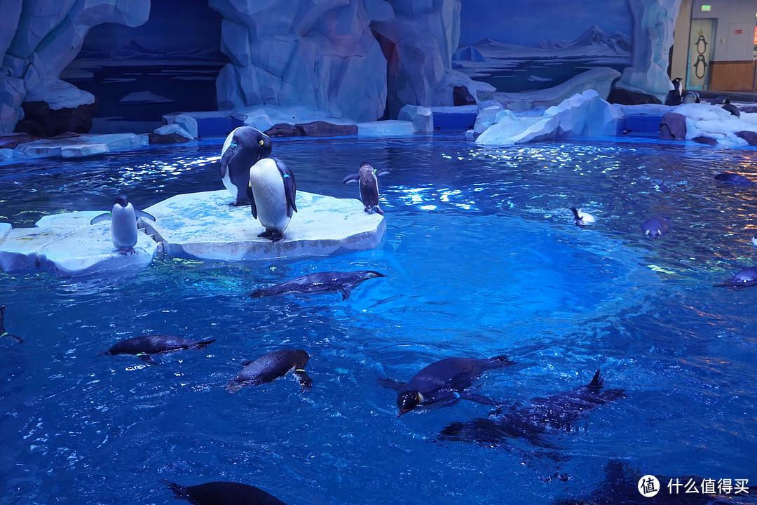 浮冰边缘的企鹅正在疯狂试探