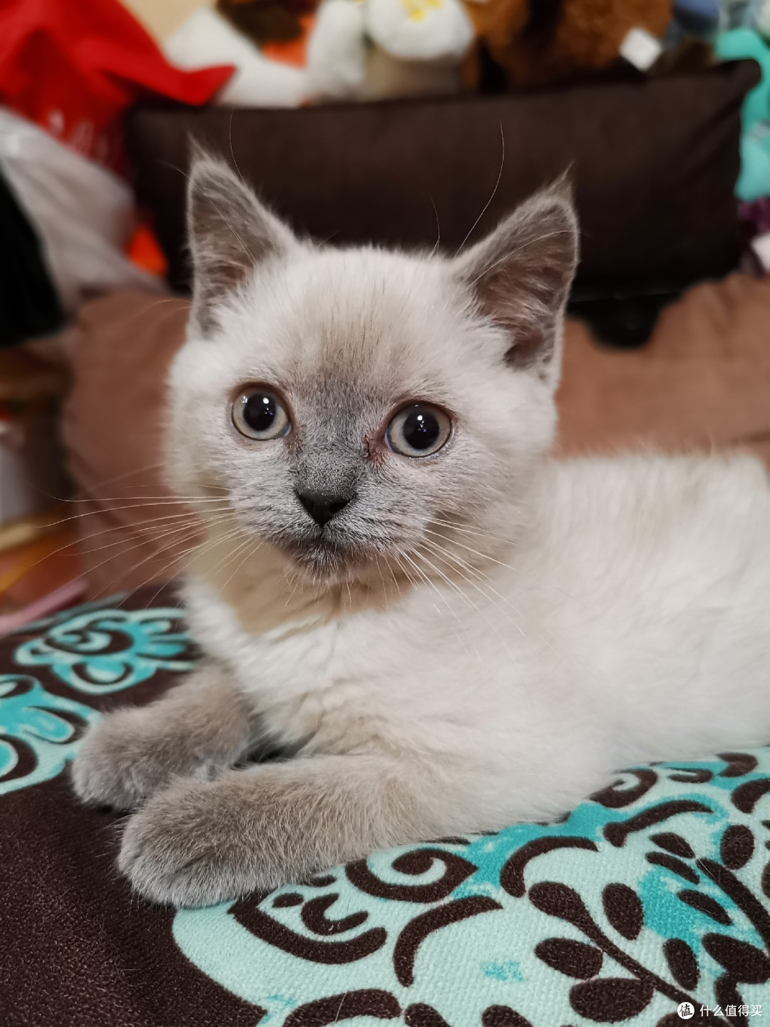 做三只猫的铲屎官,除了勇气你还需要:雀巢普瑞纳 TIDY CATS 即效除臭猫砂