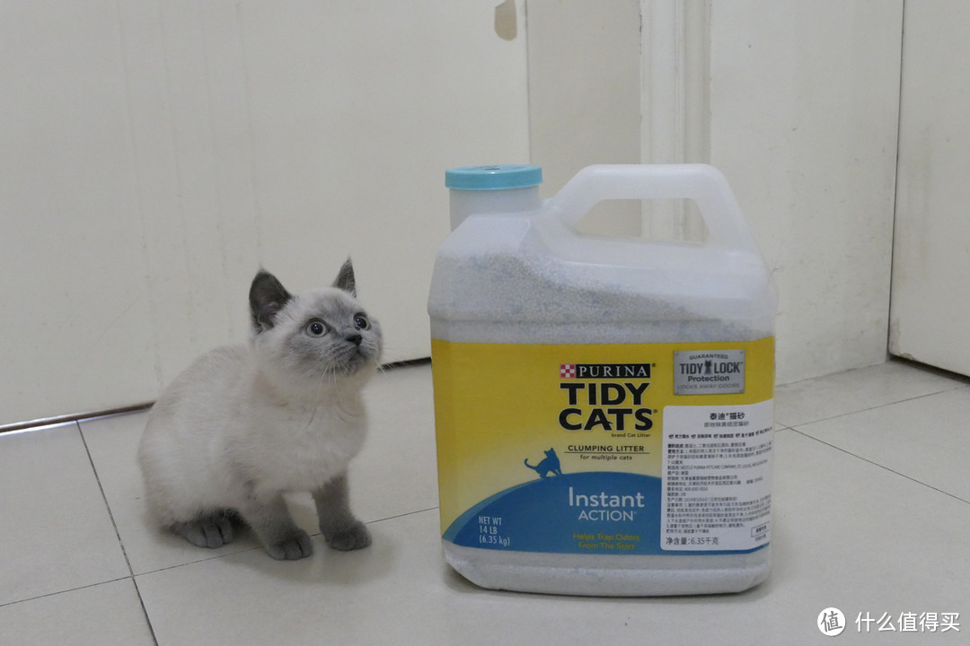 做三只猫的铲屎官，除了勇气你还需要：雀巢普瑞纳 TIDY CATS 即效除臭猫砂