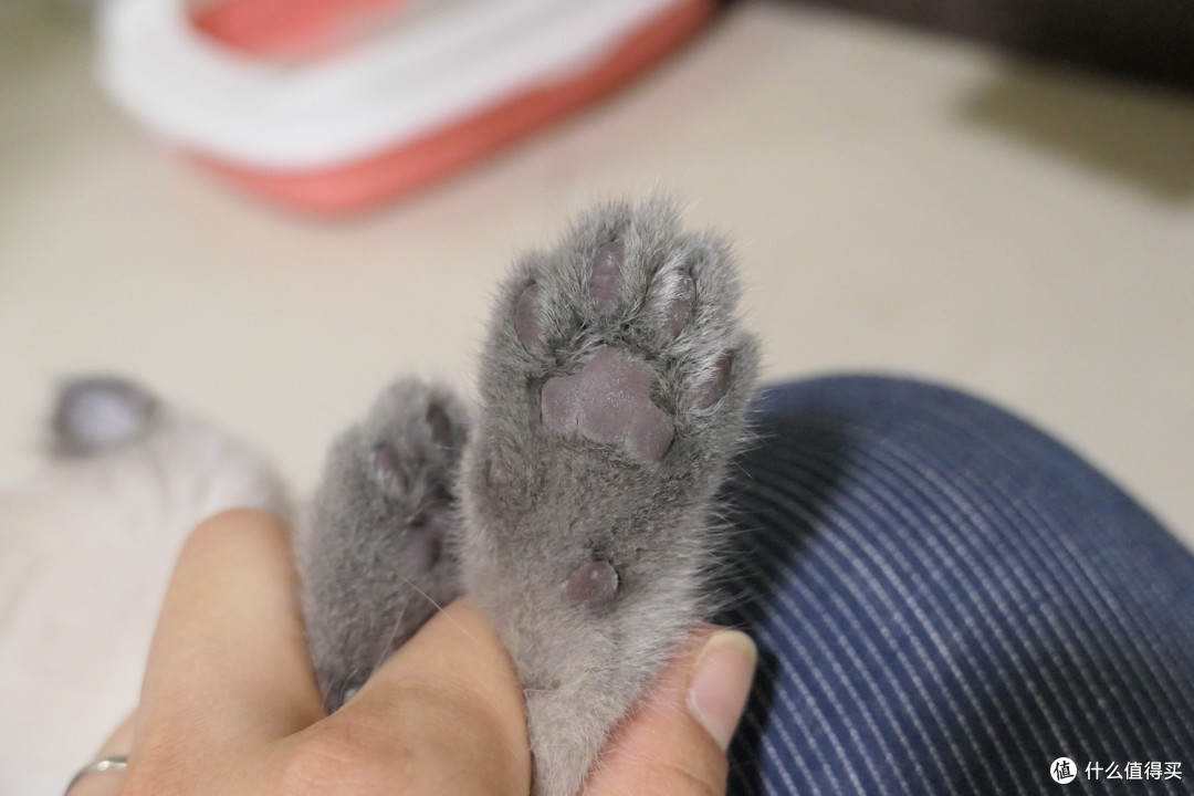 做三只猫的铲屎官,除了勇气你还需要:雀巢普瑞纳 TIDY CATS 即效除臭猫砂