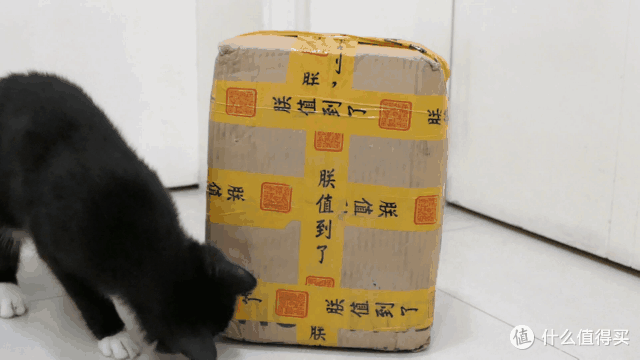 做三只猫的铲屎官,除了勇气你还需要:雀巢普瑞纳 TIDY CATS 即效除臭猫砂