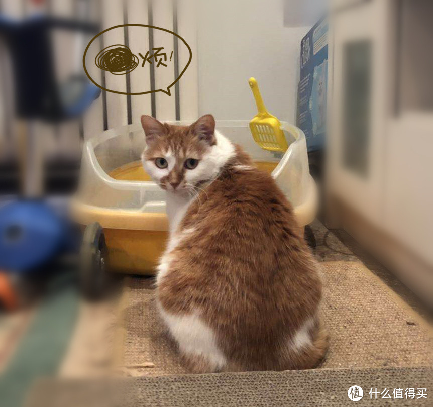 雀巢普瑞纳TIDY CATS泰迪除臭型猫砂测评报告