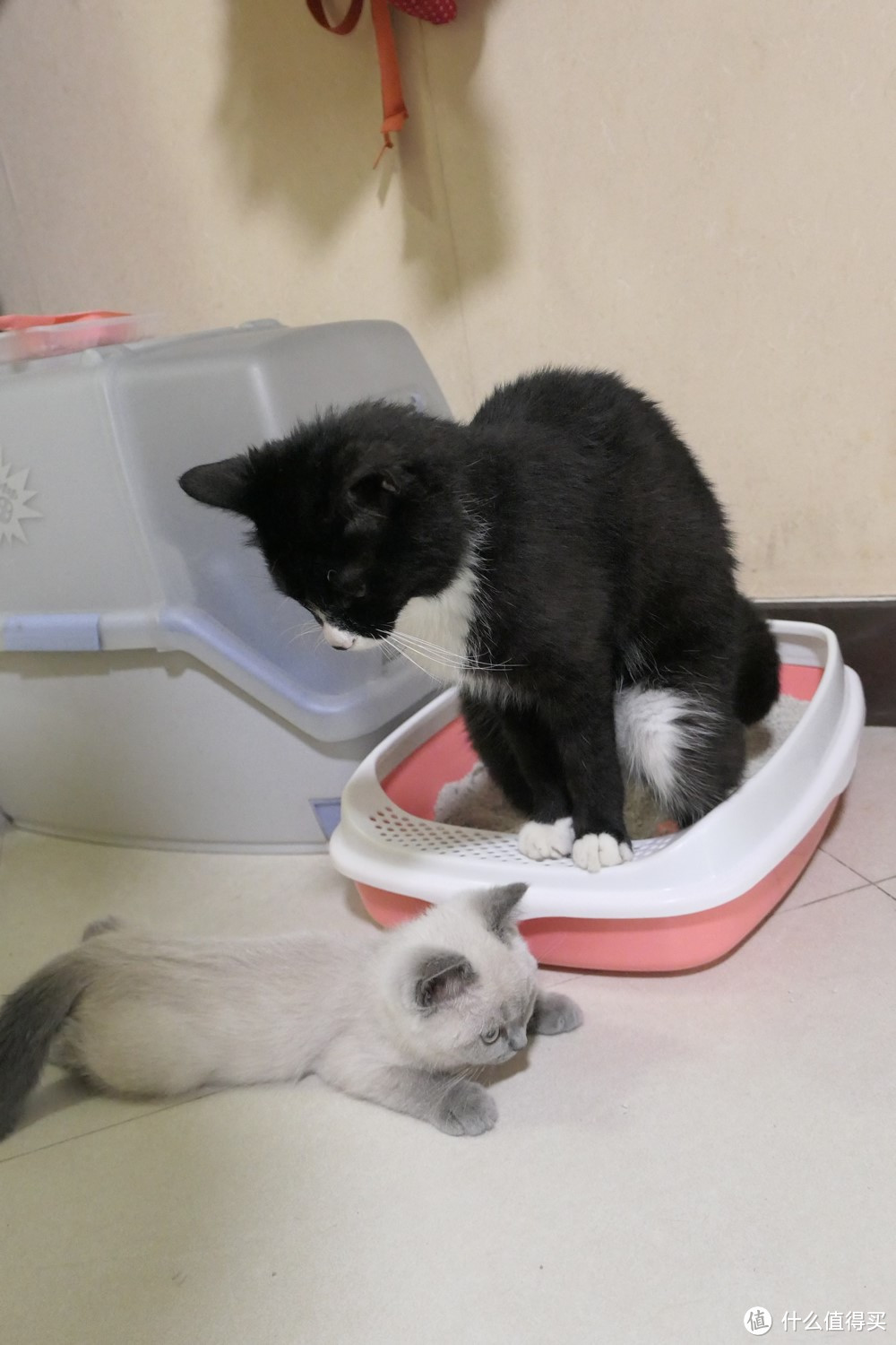 做三只猫的铲屎官,除了勇气你还需要:雀巢普瑞纳 TIDY CATS 即效除臭猫砂