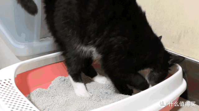 做三只猫的铲屎官,除了勇气你还需要:雀巢普瑞纳 TIDY CATS 即效除臭猫砂