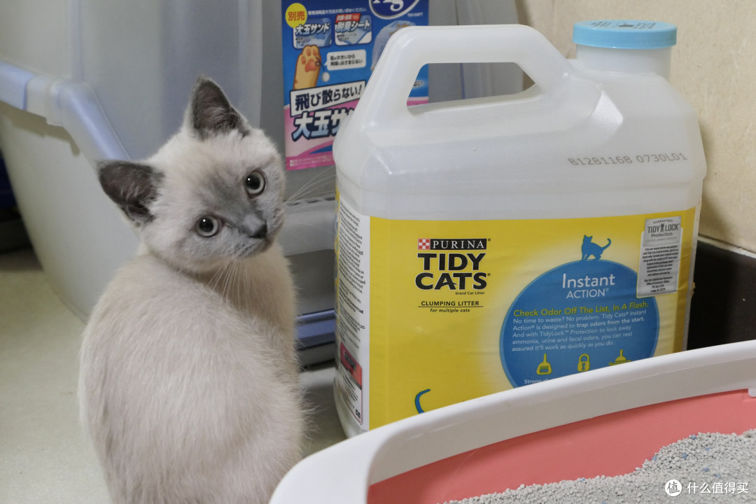 做三只猫的铲屎官,除了勇气你还需要:雀巢普瑞纳 TIDY CATS 即效除臭猫砂