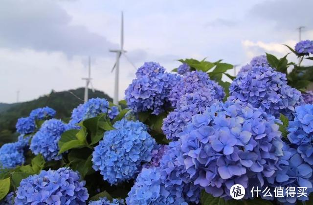 初夏限定 错过4月的樱花 雨季的紫阳花来了 国外度假 什么值得买