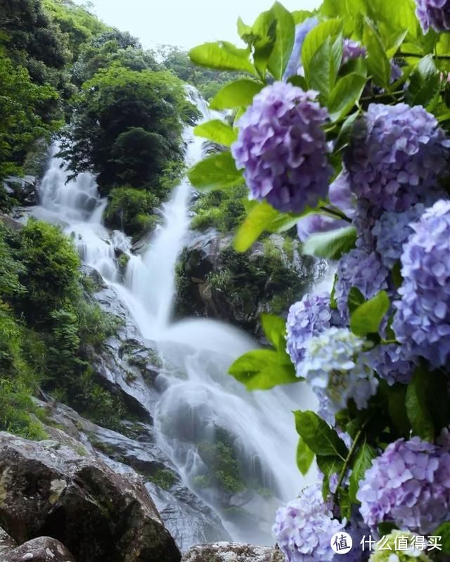 初夏限定，错过4月的樱花，雨季的紫阳花来了