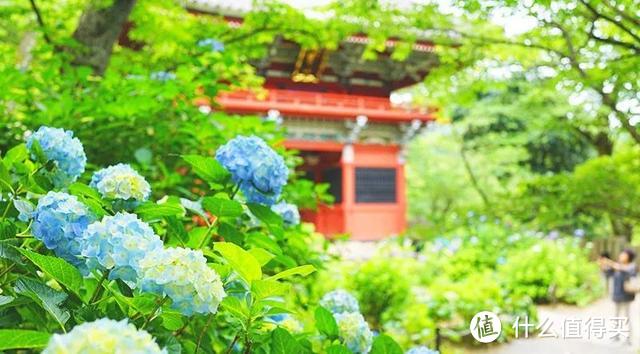 初夏限定，错过4月的樱花，雨季的紫阳花来了