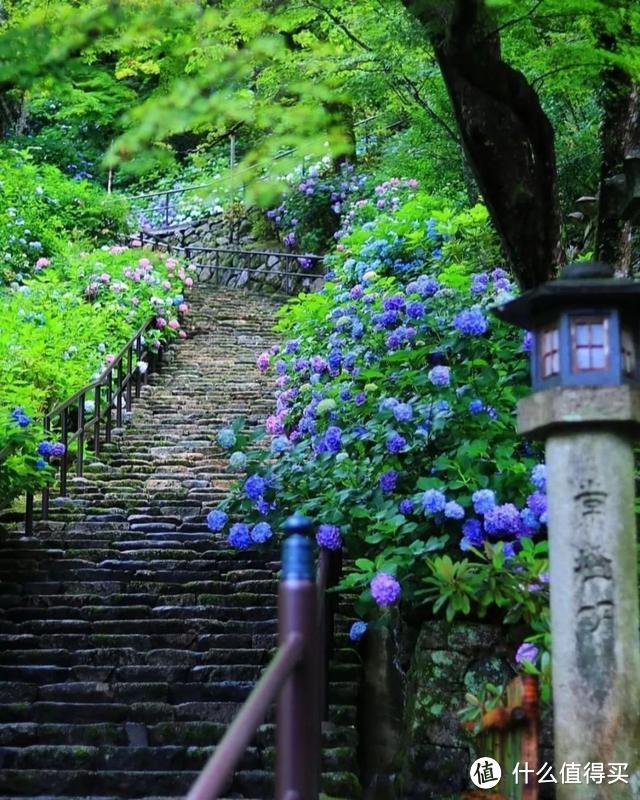 初夏限定，错过4月的樱花，雨季的紫阳花来了