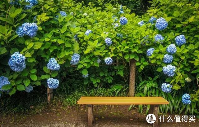 初夏限定，错过4月的樱花，雨季的紫阳花来了