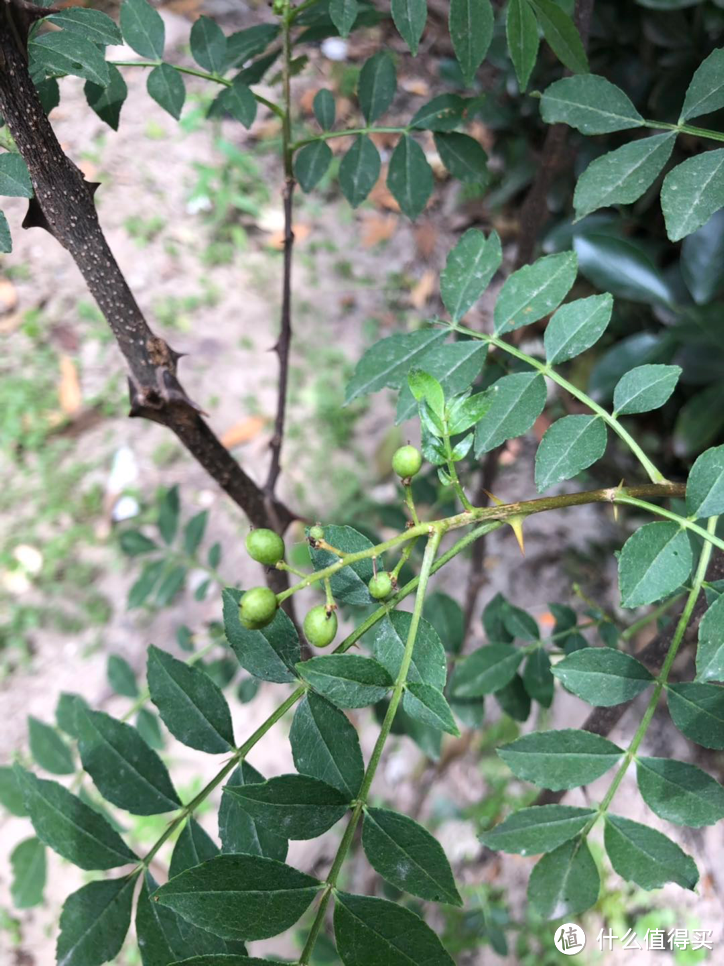 钢铁丛林里的绿色小院—在农村认识瓜果蔬菜