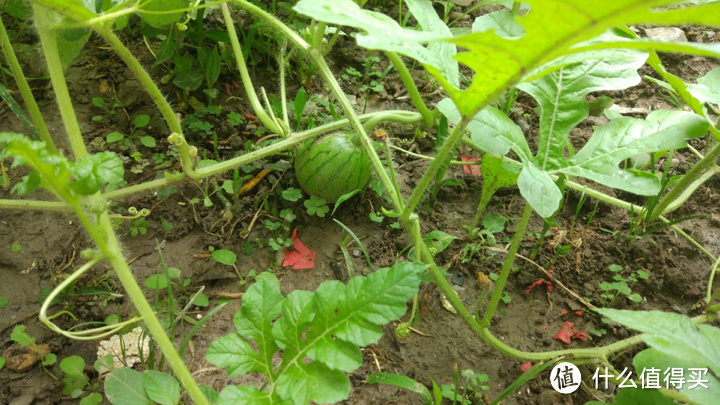 钢铁丛林里的绿色小院—在农村认识瓜果蔬菜