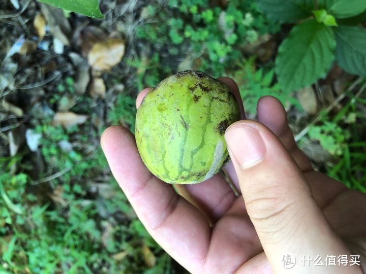 钢铁丛林里的绿色小院—在农村认识瓜果蔬菜