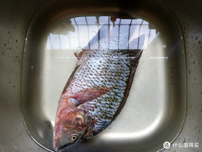今天用罗非鱼做一道菜，鱼羊合之为鲜，清蒸罗非鱼
