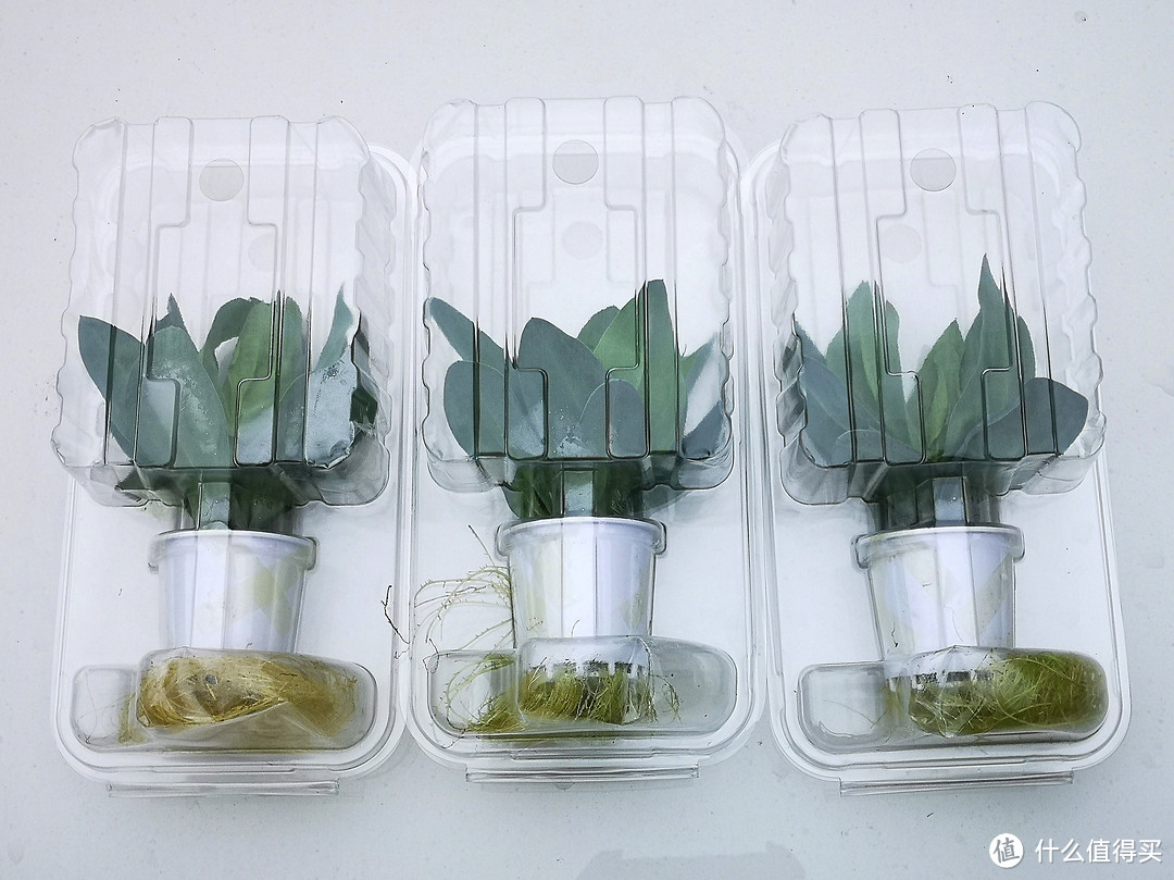 买了两年的智能养花机,是时候晒晒成果了