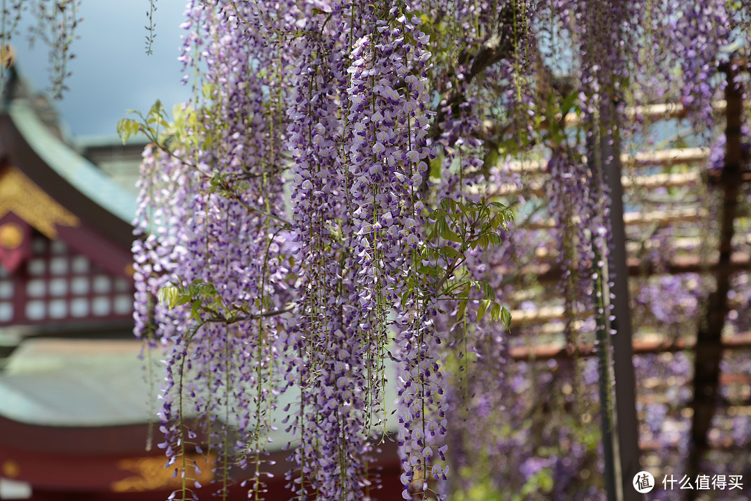 笠间八重藤花，鹿岛神宫