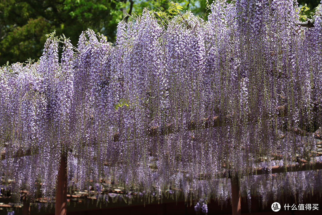 笠间八重藤花，鹿岛神宫