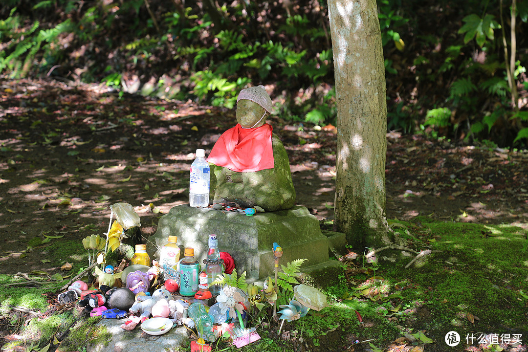 笠间八重藤花，鹿岛神宫