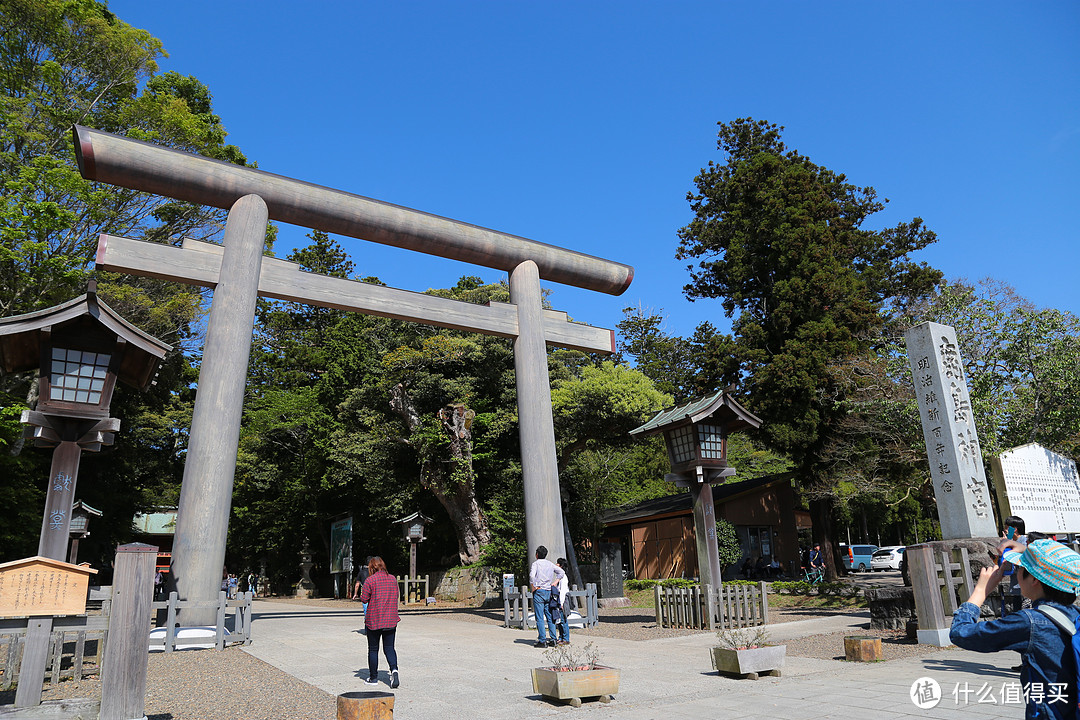 笠间八重藤花，鹿岛神宫