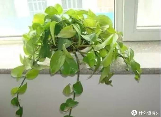 室内绿植大全，一次分享45个品种？