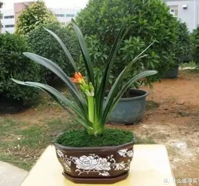 室内绿植大全，一次分享45个品种？