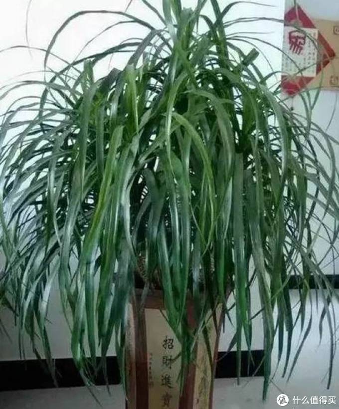 室内绿植大全，一次分享45个品种？