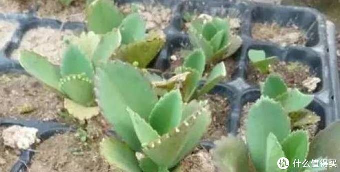 室内绿植大全，一次分享45个品种？