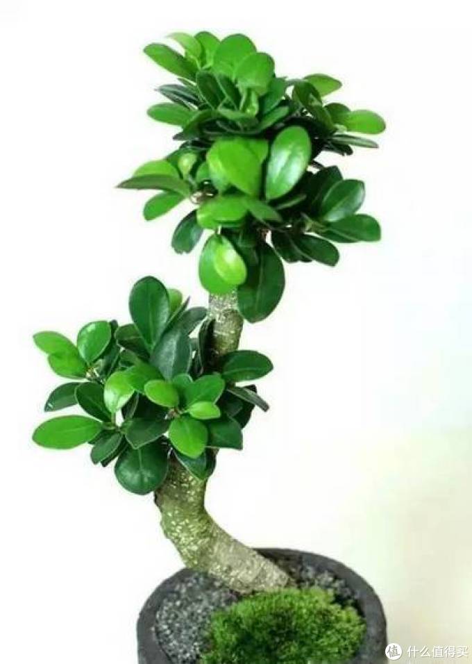 室内绿植大全，一次分享45个品种？