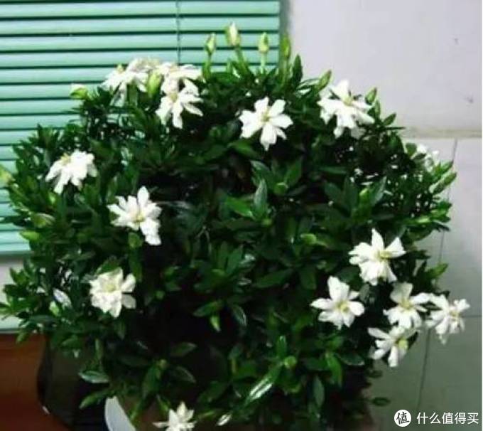 室内绿植大全，一次分享45个品种？