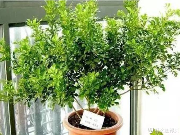 室内绿植大全，一次分享45个品种？