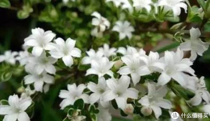 室内绿植大全，一次分享45个品种？