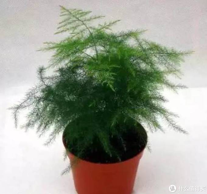 室内绿植大全，一次分享45个品种？