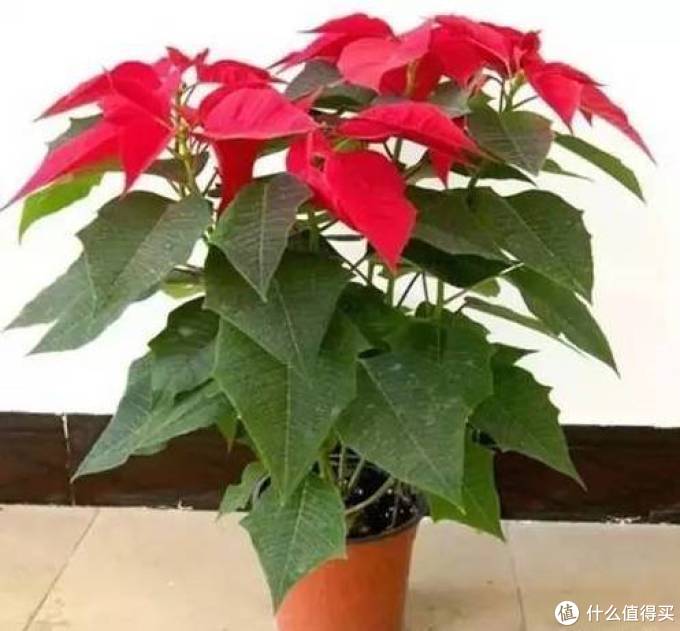 室内绿植大全，一次分享45个品种？