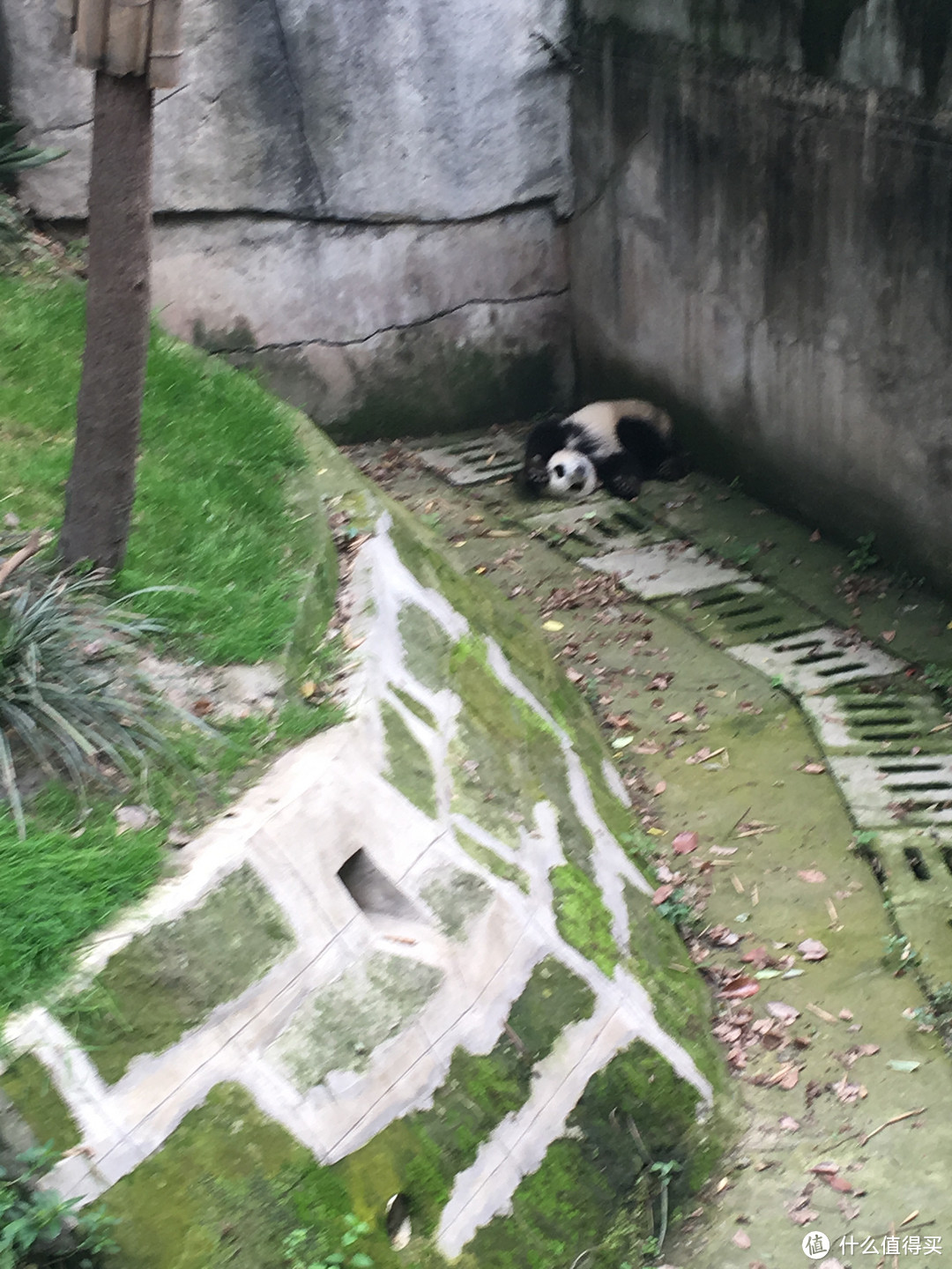 和我在成都的街头走一走——从春熙路到大熊猫基地