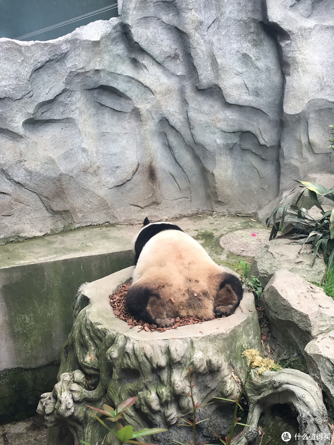 和我在成都的街头走一走——从春熙路到大熊猫基地