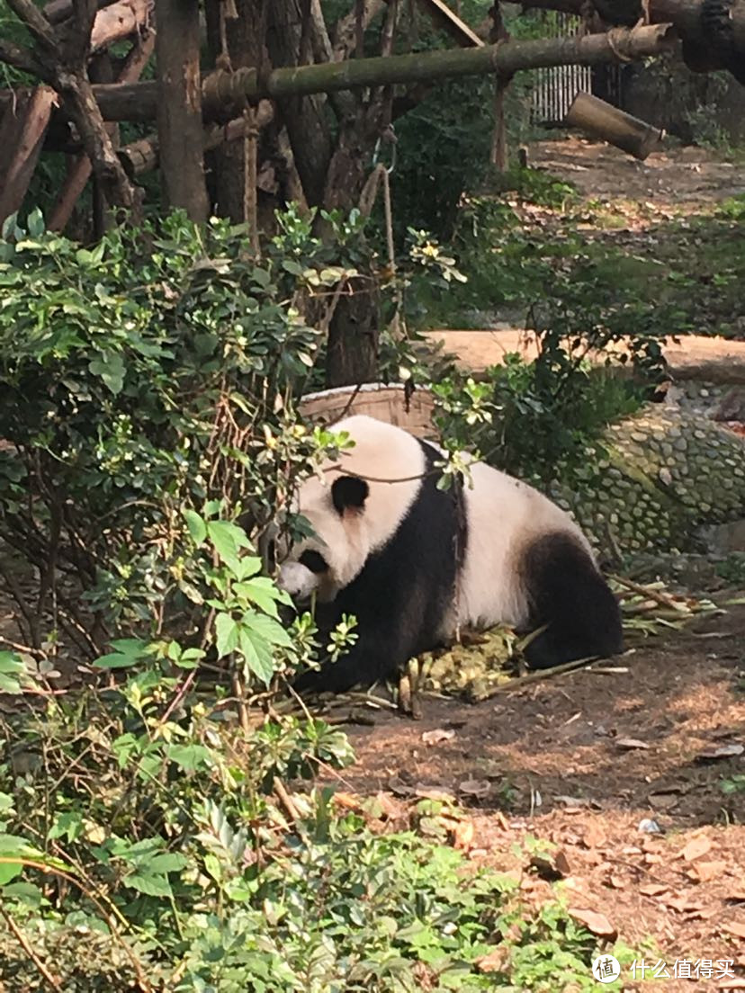 和我在成都的街头走一走——从春熙路到大熊猫基地