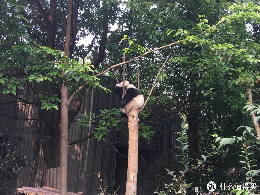 和我在成都的街头走一走——从春熙路到大熊猫基地