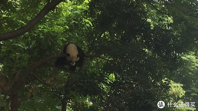 和我在成都的街头走一走——从春熙路到大熊猫基地