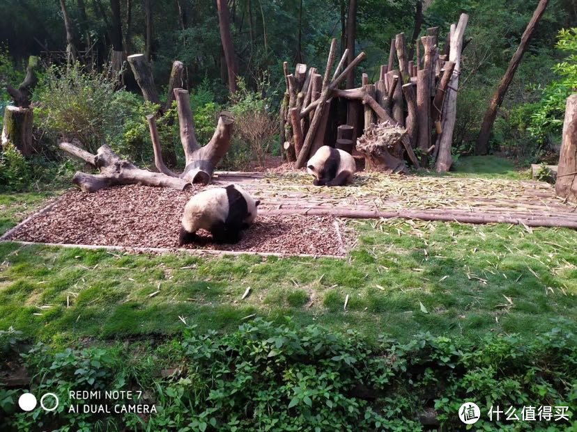 和我在成都的街头走一走——从春熙路到大熊猫基地