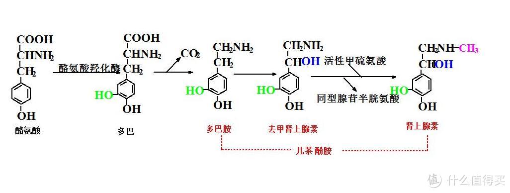 多喝绿茶助运动，体重骤降易伤身，增肌减脂难兼得？——3个健身冷思考