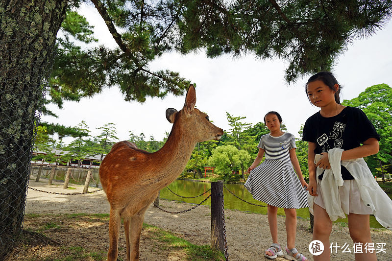 去奈良旅游你应该选择哪种交通卡券，到了之后如何玩好奈良小鹿