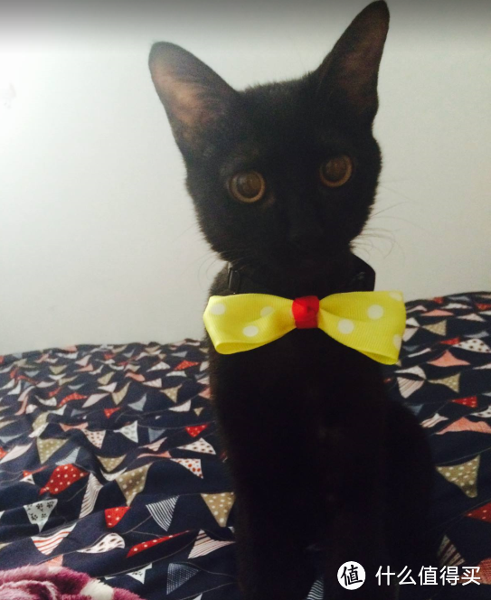 黑猫就是可以配任何颜色的猫领结