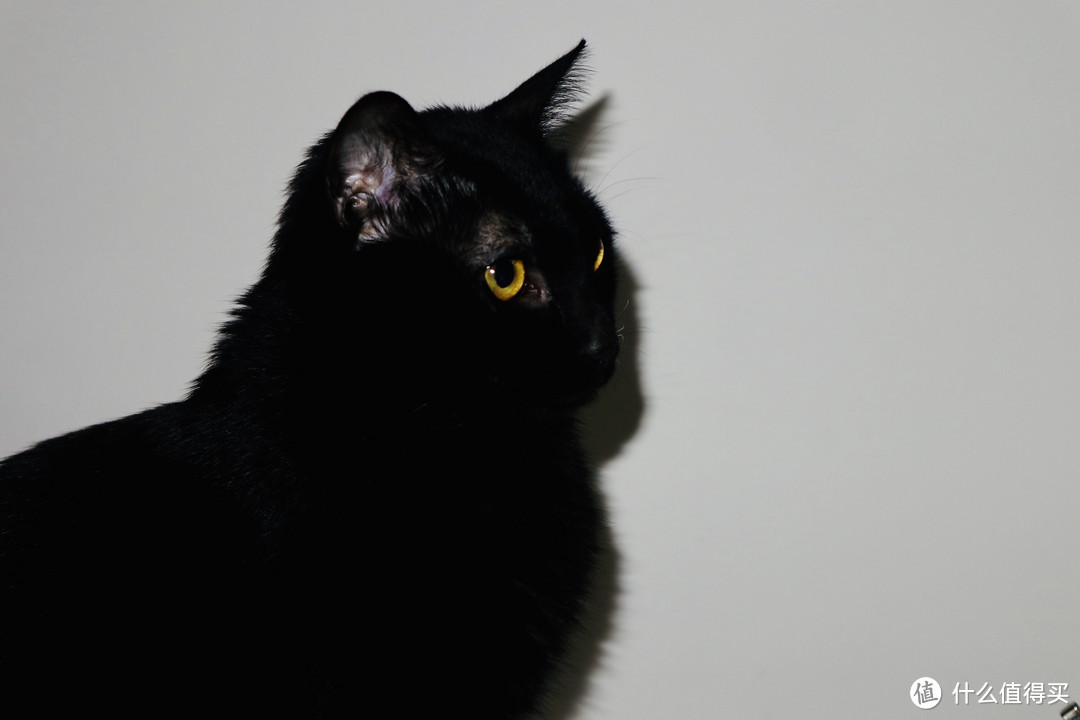 如何领养一只黑猫 | 小黑喵的成长日记