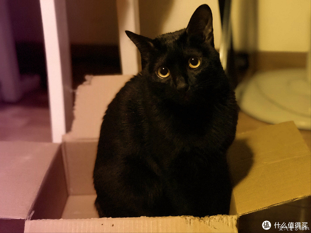 如何领养一只黑猫 | 小黑喵的成长日记