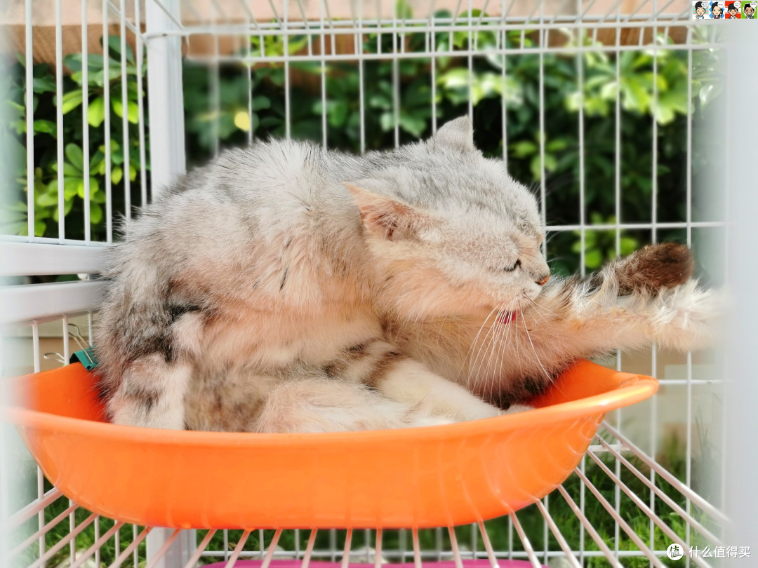 一个铲屎官的日常生活——试用雀巢普瑞纳 TIDY CATS泰迪 即效除臭型猫砂