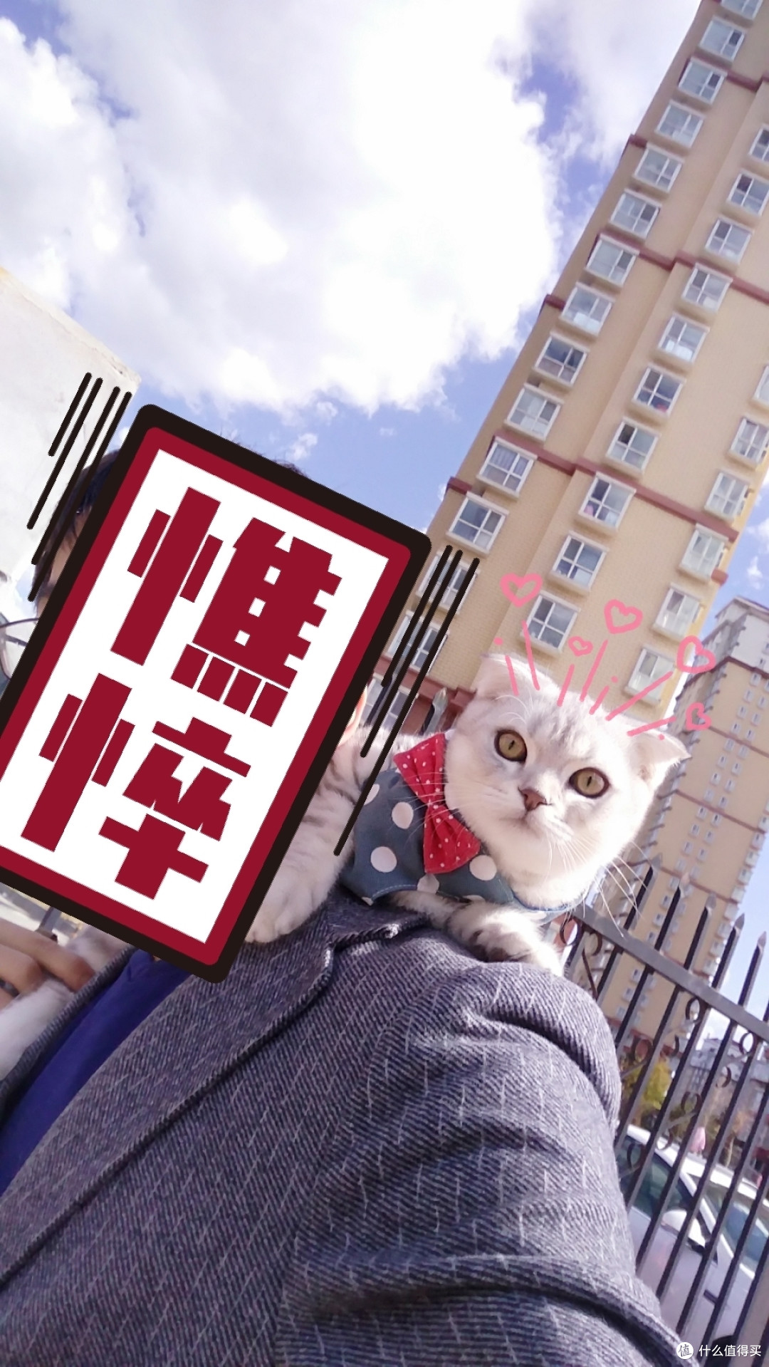 花式溜猫1