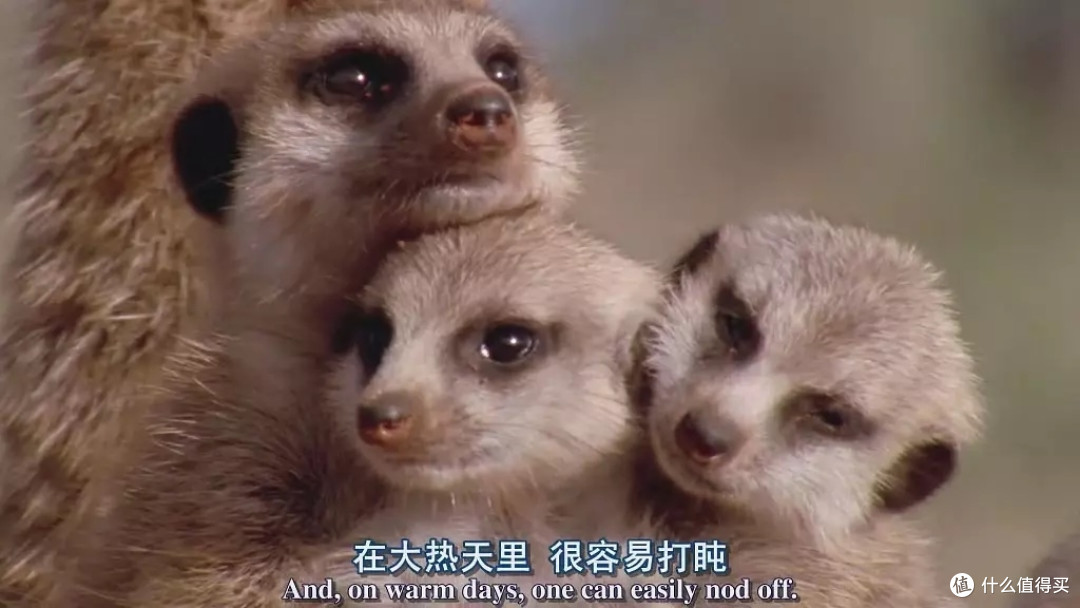 万字长文推荐22部好看的纪录片，精彩不容错过！
