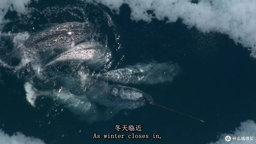 万字长文推荐22部好看的纪录片，精彩不容错过！